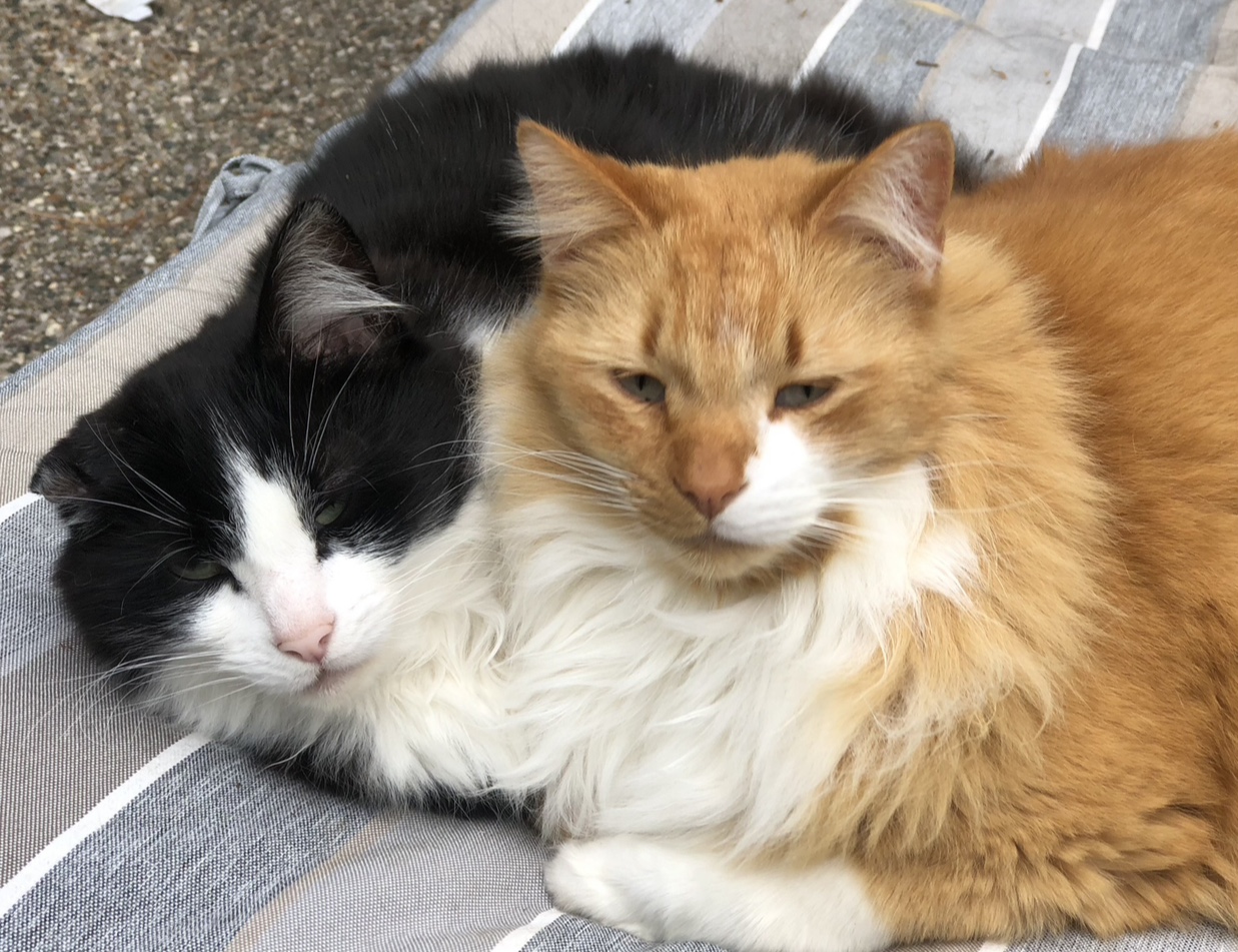 Image of a football player with a positive mindset.